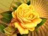 Vita och gula rosor: betydelse på blommors språk Ger gula rosor
